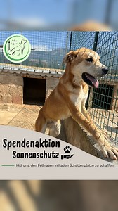 ☀️ 35 Grad. Kein Schatten. Kein Rückzugsort. Unsere Hunde in Italien leiden unter der brutalen Sommerhitze – und der Sommer hat gerade erst begonnen... 😔🐾 Damit sie nicht schutzlos der Sonne ausgeliefert sind, wollen wir dringend mehr Sonnenschutz installieren – doch dafür brauchen wir euch! 🙏 💛 Ziel: 1.400 € für Schattenplätze & Sonnensegel Jede Spende hilft – egal wie klein. Gemeinsam können wir die Hitze erträglicher machen! 📩 So kannst du helfen: ➡️ PayPal an https://www.paypal.com/payp