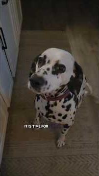 Dalmatian vs. Flea, Tick, & Heartworm Preventative 😆