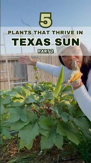 5 Heat Tolerant Plants That Thrive in Texas Heat