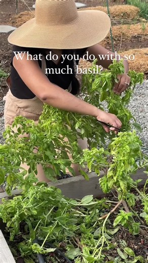 Garden goodness save this recipe! Make your own pesto with fresh basil from your garden. RECIPE 👇🌱 5 cups of fresh basil 4 ounce pinenuts 3 to 4 garlic cloves (Depending on size) 1 teaspoon lemon zest 1/2 teaspoon salt 1/2 teaspoon pepper 1 cup of Parmesan cheese 1cup olive oil Save or gift your homegrown, homemade pesto. Freeze your pesto in ice cube tays, pop them out and save them in a freezer bag for smaller portions Use as need. What are some or your favorite recipes with pesto? I need so