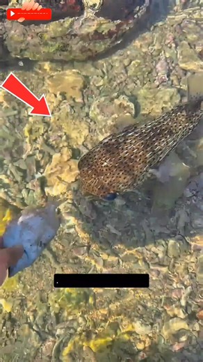Atraparé uno de los peces más extraños del océano. #pesca #humor #animales #peces