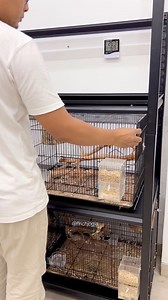 Carefully arranging breeding cages on a vertical rack to keep the space clean, organized, and efficient. A tidy setup helps reduce stress, improves daily maintenance, and supports healthier finch breeding conditions. #fblifestyle #birds #lovebirds | Indra Prihantoro