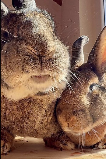 Two Bunnies Enjoying Grapes on a Sunny Saturday Afternoon