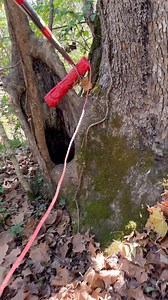 Removing the old for new #woods #outdoors | Jason the Great