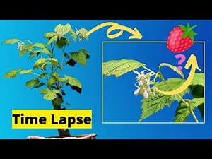 Growing RASPBERRY Plant TIME LAPSE - Flowering Plant