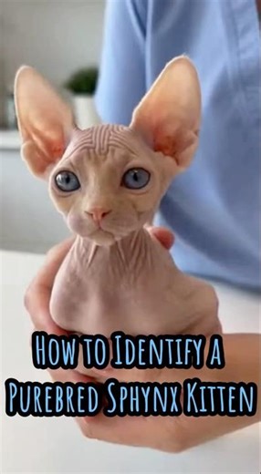 How to Identify a Purebred Sphynx Kitten