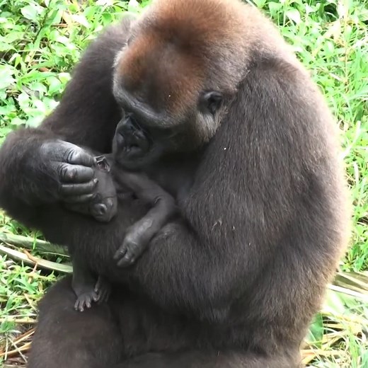 Sweet & love hug baby gorilla mom | Animo-Show