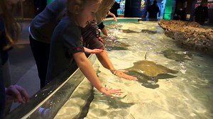 Touch Tanks - Fish Care