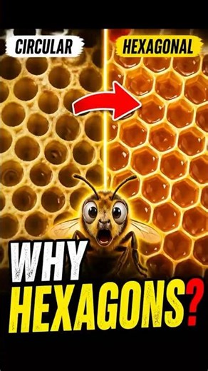 How to honeybee get their jobs?