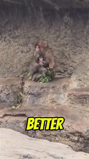 Punch Kun learns with GirlFriend! 😲| #punchkun #punchmonkey #babymacaque #babymonkey