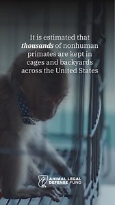 It is estimated that thousands of nonhuman primates are kept in cages and backyards across the United States due to a patchwork of inadequate state laws and regulations. 💔 These animals are highly intelligent with complex psychological and physical needs. It is not possible to humanely or safely maintain nonhuman primates as companion animals. The Captive Primate Safety Act intends to crack down on the private possession of nonhuman primates, such as apes and chimpanzees, by prohibiting the pri