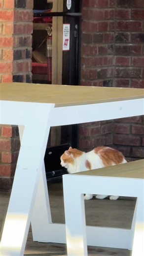 This is Tater Tot. He’s a cat that hangs out at my local Sonic. Been hanging around here for years and the news has even done stories on him. He gets fed and is well cared for by our Sonic employees! We love Tater around here! ❤️ #tatertot #sonic #cat #kitten #cats