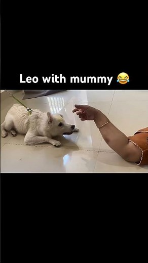 😂 Leo With Mummy Be Like! ❤️ | Cutest Dog & Mom Moments #Shorts #shortsfeed #youtubeshorts