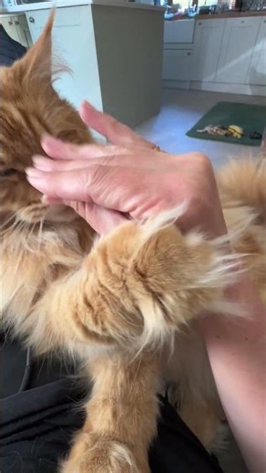 Maine Coon Survives Unprovoked Attack. Barely