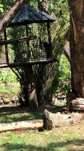 This Spider Monkey Wouldn’t Stay Still! 🐒 | Dehiwala Zoo 2026