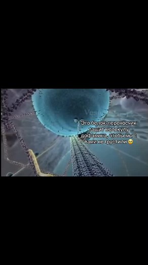 Белок-переносчик: тащим молекулу дофамина без грусти