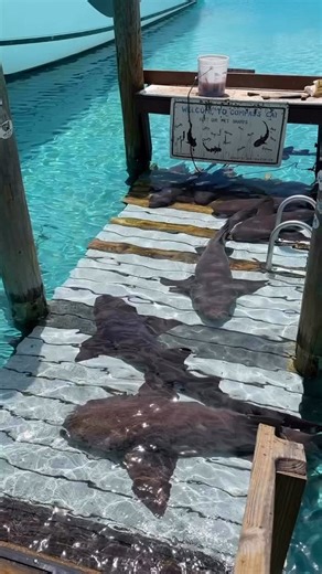 It’s Friday. And the nurse sharks are already in full “Do Not Disturb” mode — stacked in the shallows like they own the place. No rush. No noise. Just warm Bahamian water and zero obligations. That’s the energy. While everyone else is fighting traffic and pretending a patio counts as an escape… somewhere in the islands the tide is rising, the lines are loose, and the only thing on the agenda is absolutely nothing. This is your sign to stop romanticizing the mainland. Point the bow south. Slide i