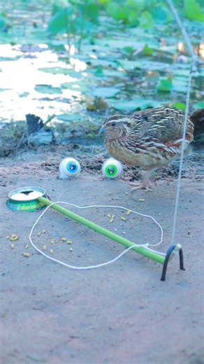 Creative DIY Quail Trap - Bamboo Technique #shorts