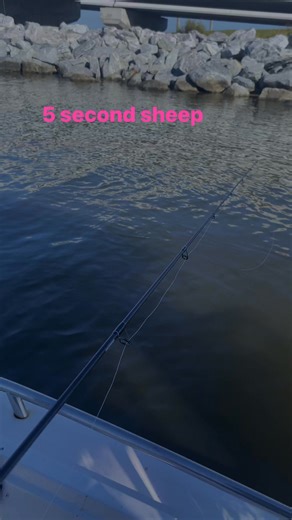 #5secondchallenge #fishing #sheepshead #sheepsheadfishing #fypシ #foryoupageシ #algorithm | Buzzardrootkite Mitchell