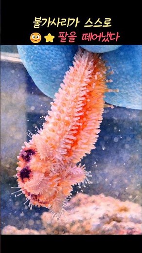 The Amazing Regenerative Power of Starfish ⭐ The Moment a New Body Grows from a Lost Arm