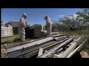 Killer Bee Removal Expert