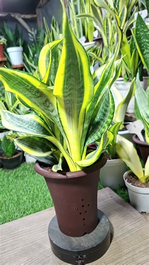 Sansevieria Gold Bender Care Tips