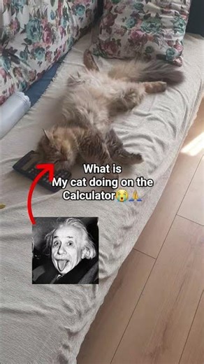 what is my cat doing on the calculator😭🙏 #memes