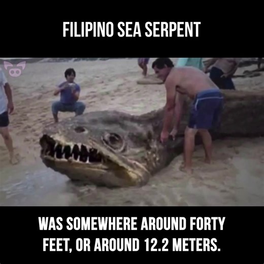 Filipino Sea Serpent: Mysterious Creature Found on Secluded Beach