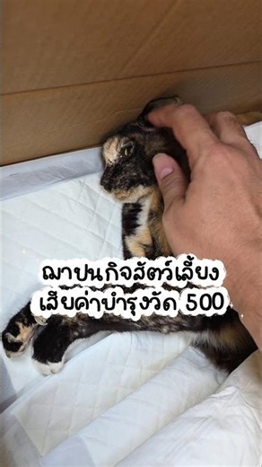 What do you need to do to send your cat back to the feline heaven? ~ So that pet owners have a pl...