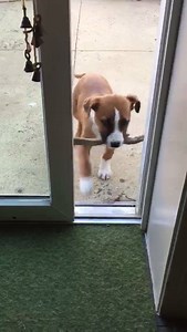 Here's a video of a very determined #firepuppy for #NationalPuppyDay. Enjoy! (Make sure you watch w/the sound on) | Red Paw Emergency Relief Team