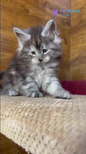 Meet Tim: The Black Smoke Maine Coon Kitten 🖤 Calm, Confident & Ready for a Loving Home! #MaineCoon