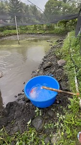 Selecting Koi Breeders for next season | Oyeee Petshop