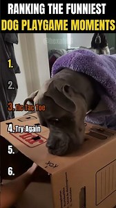 RANKING THE FUNNIEST DOG PLAYGAME MOMENTS 🎮🐶😂 | Which clip would you watch again and again?