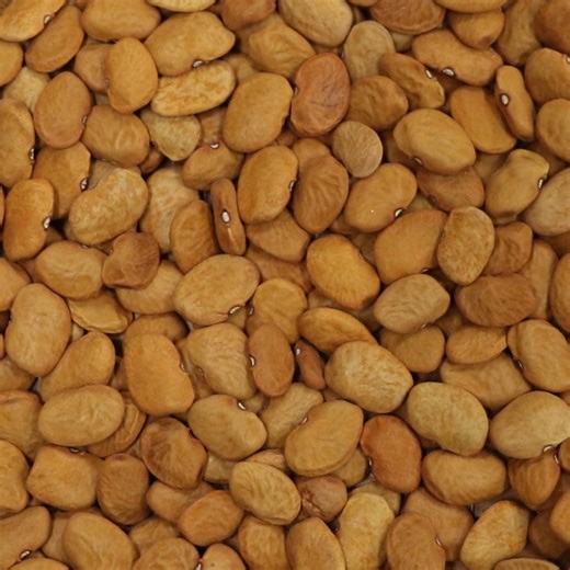 Menager's Dam Tepary Bean Seeds: 50  Rare Native Heirloom Garden Seeds, Non-gmo - Etsy