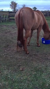 Cat vs horse 🐎 😳 #cutecat #catsoftiktok #catlover #cats #funny #funnycat #funnyanimals #usa #kitten | Lil Paw Drama