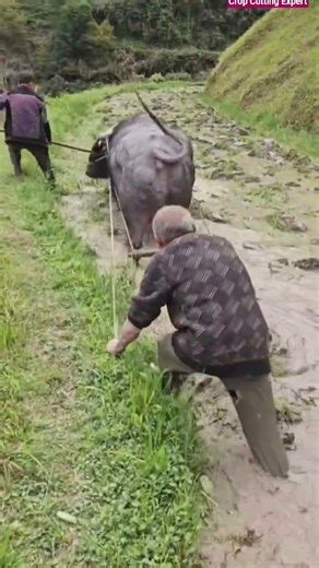 🦬🌾 Traditional Buffalo Plowing Method and High-Efficiency Muddy Paddy Hack