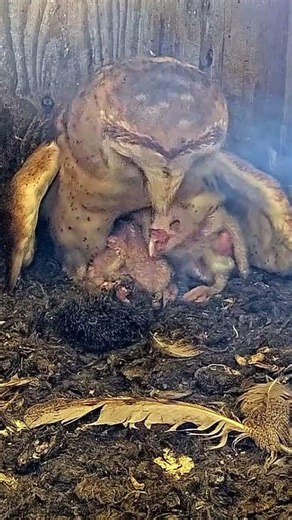 🦉🔥 Owlet Feeding Moment Epic Wild Moment