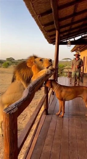 LION TESTS THE VERANDA! Hero Ridgeback's Steady Stance Saves Baby #herodog #dogs