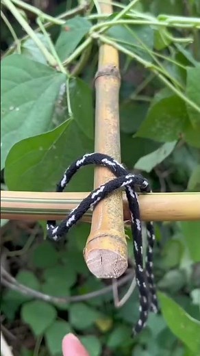 Simple Way to Secure Bamboo Poles Using Professional Lashing Knots