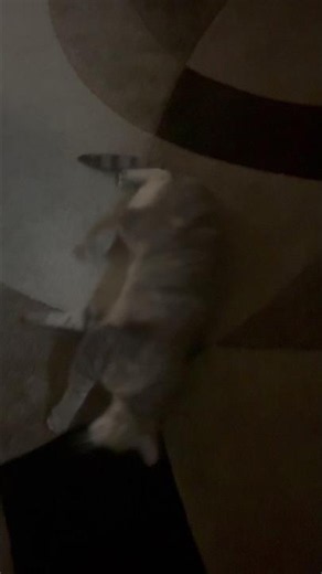 Angel kitty acting weird #catvideos #weirdcats