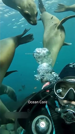 Ocean Core 🌊 | The Heart of Wildlife in Motion 🐋🐠 #ocean #shorts #wildlife