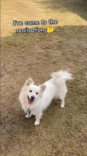 I've come to the realization🤔🐕#fufu#futo#futoca#dog#japanesespitz#viralshort#trending#pwt#cute