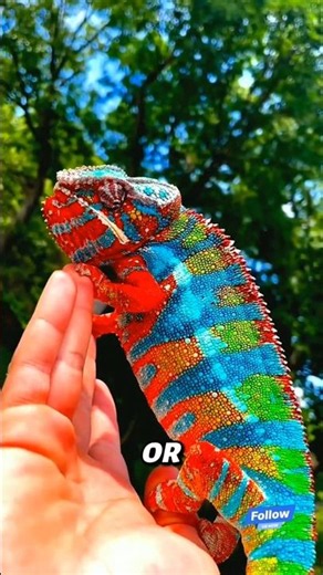 : The Truth About Chameleons Will Shock You! 🦎😱|#AnimalFacts#Chameleon#ChameleonFacts
