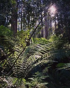 Precious birdsong courtesy of Thomas Hunt...you'll want to put your volume up for this one! "The Superb Lyrebird is perhaps the best avian vocalist on the planet," says Tom. "It is a testament to both the auditory and vocal genius of the lyrebird, and the magnificent diversity of sounds created by the lyrebird's co-habitants. "Listening to this virtuosic display ringing out through the tangled green slopes of the Mountain Ash forest must be, I think, about as close to real magic as one can hope 