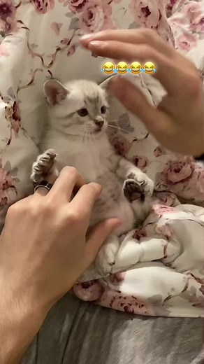 Hilarious Animal TikTok Compilation