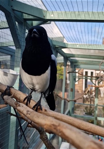 Two magpies having a chat | Nala's Nook Squirrel & Corvid Sanctuary