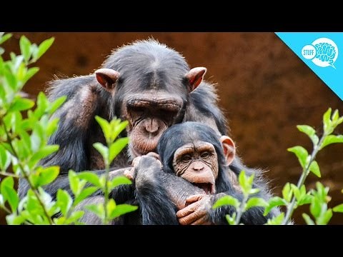 Should Animals Have Human Rights?