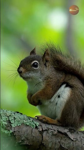 Rare Footage: Full‑Body Scream Echoed Through the Forest
