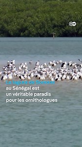 1K views · 14 reactions | La lagune de la Somone, au #Sénégal, a été classée aire marine protégée il y a une dizaine d'années. Comment les règles de la réserve naturelle sont-elles appliquées et comment les habitants peuvent-ils en bénéficier malgré les restrictions ? @dw_environment | DW Afrique | Facebook
