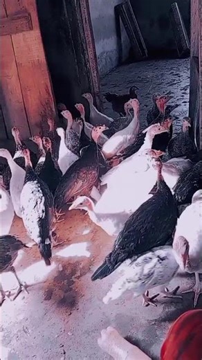 turkey reproduction starter